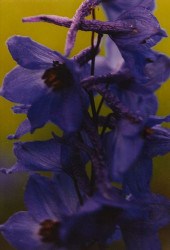 THOMAS STRUTH "VIOLET LARKSPUR
