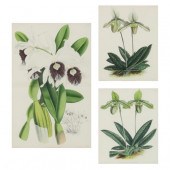 THREE ANTIQUE BOTANICAL LITHOG