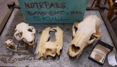 THREE ASSORTED ANIMAL SKULLSTh