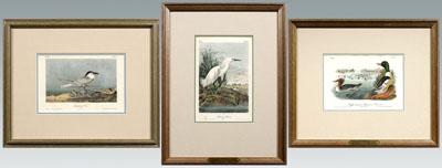 Three Audubon Royal Octavo