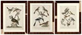 Three bird engravings after A.