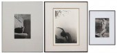 THREE BLACK AND WHITE NUDE PHO