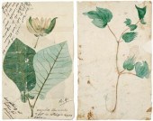 Three botanical drawings, on t