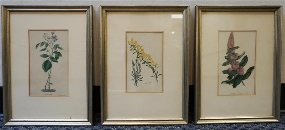 THREE BOTANICAL PRINTS, EACH