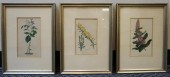 THREE BOTANICAL PRINTS, EACH H