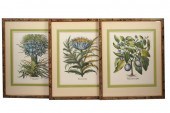 THREE BOTANICAL PRINTSeach wit