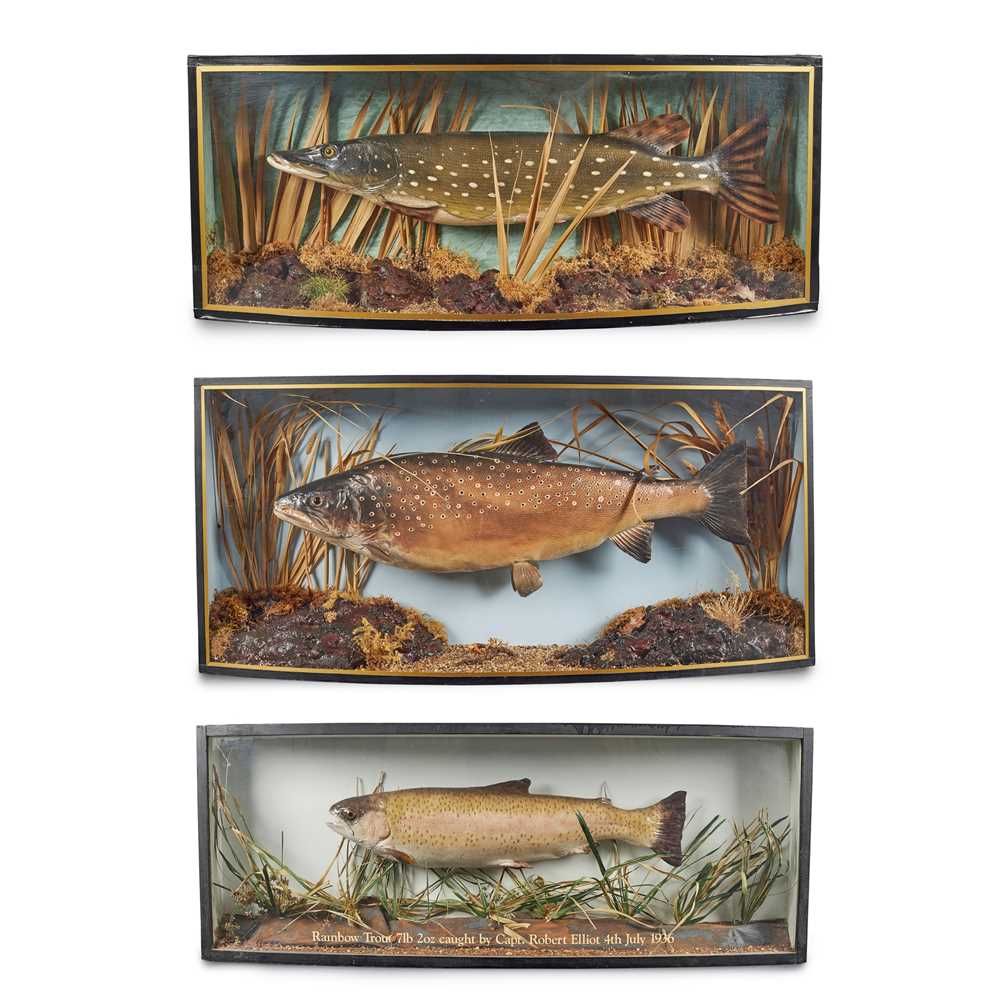 THREE BOWFRONT CASED FISH