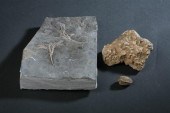 THREE CRINOID FOSSILS. Ordovic