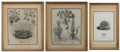 THREE EARLY BOTANICAL PRINTS T