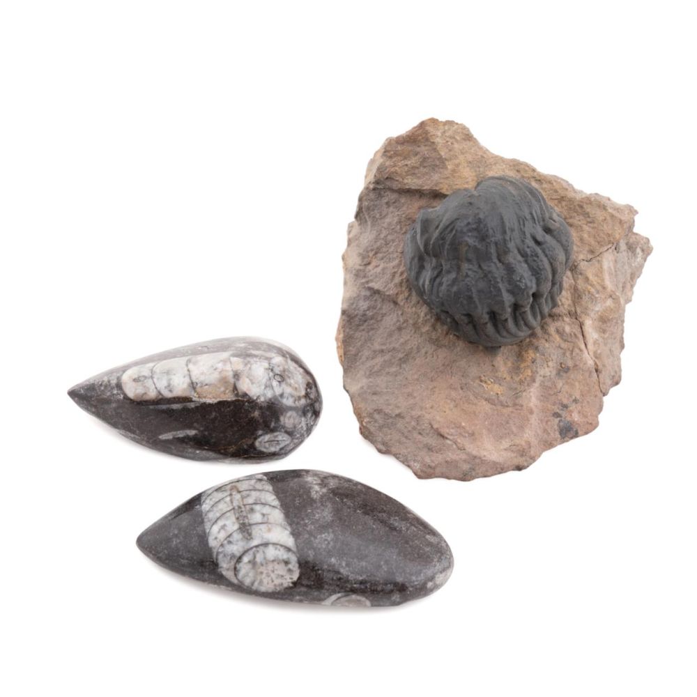 THREE FOSSIL SPECIMENS, INCLD. A