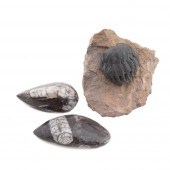 THREE FOSSIL SPECIMENS, INCLD.