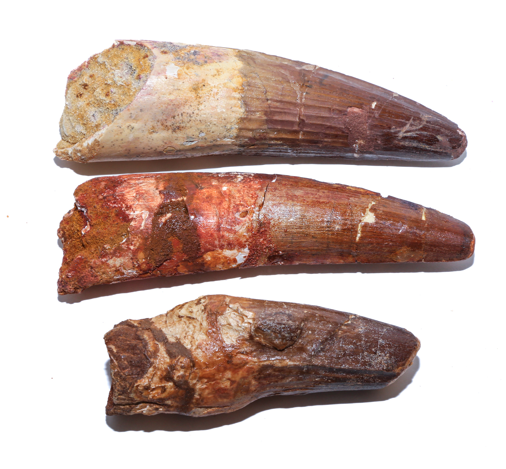 THREE FOSSIL SPINOSAURUS DINOSAUR