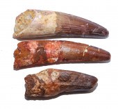 THREE FOSSIL SPINOSAURUS DINOS