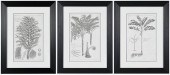 THREE FRAMED BOTANICAL ENGRAVI