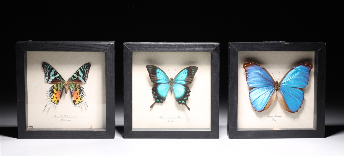 Three framed butterfly specimens