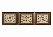 THREE FRAMED GROUPS OF BUTTERF
