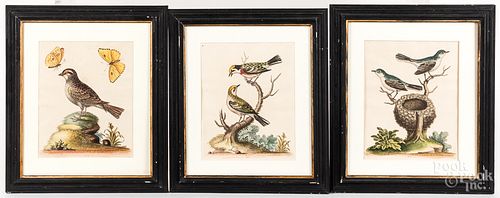 THREE GEORGE EDWARDS COLOR BIRD