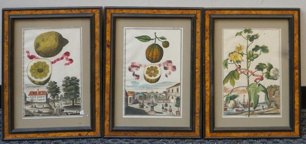 THREE GERMAN BOTANICAL HAND-COLORED