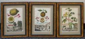 THREE GERMAN BOTANICAL HAND-CO