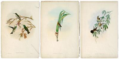Three Gould hummingbird prints, two