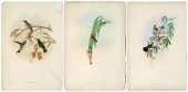 Three Gould hummingbird prints