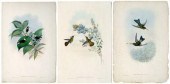 Three Gould hummingbird prints