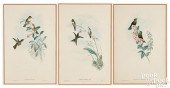 THREE GOULD & RICHTER HUMMINGB