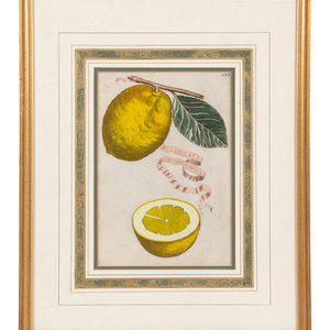 Three Hand Colored Citrus Fruit
