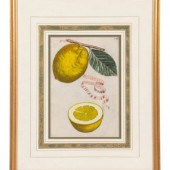 Three Hand Colored Citrus Frui