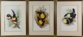THREE HAND COLORED LITHOGRAPHS