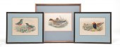 THREE JOHN GOULD BIRD PRINTS.