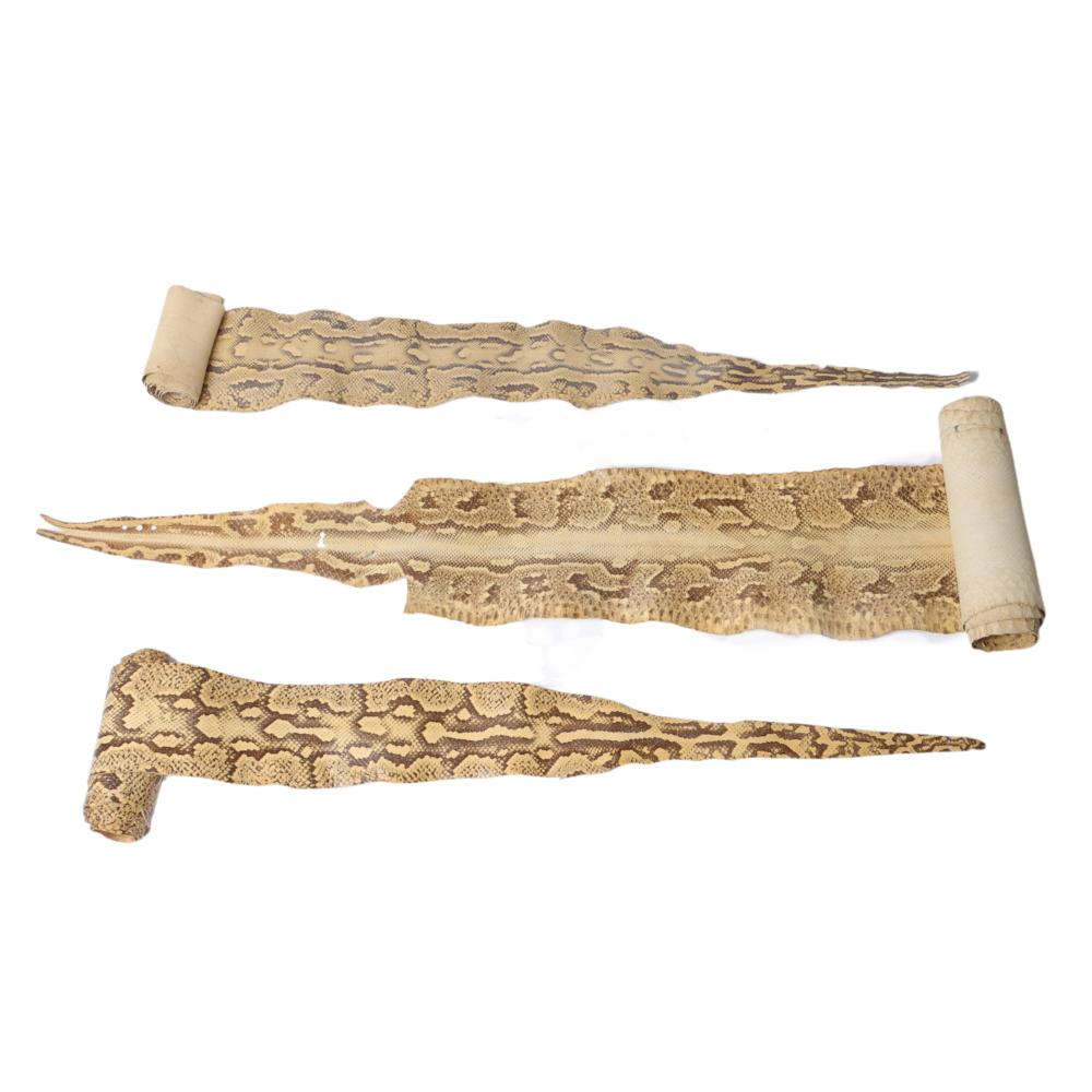 THREE LARGE AFRICAN SNAKE SKINS.