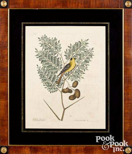 THREE MARK CATESBY COLOR