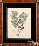 THREE MARK CATESBY COLOR ENGRA