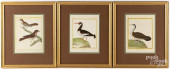 THREE MARTINET BIRD ENGRAVINGS