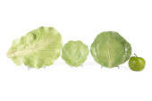 THREE MARY KIRK KELLY VEGETABL