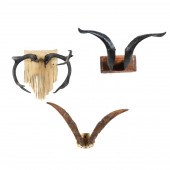 THREE MOUNTED ANIMAL HORN AND