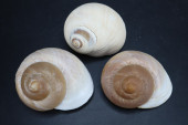 THREE NAUTILUS SEASHELLS,<br>T
