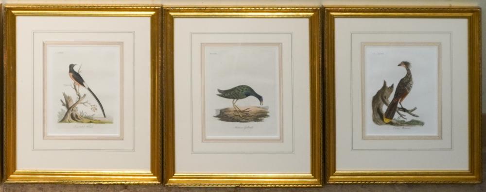 THREE ORNITHOLOGICAL HAND-COLORED
