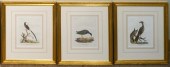 THREE ORNITHOLOGICAL HAND-COLO