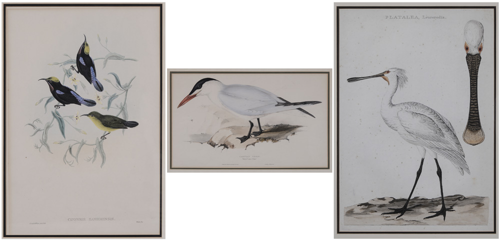 Three Ornithological Prints (18th