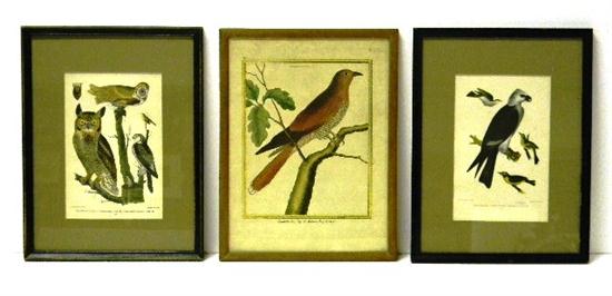 Three ornithological prints