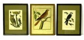 Three ornithological prints in