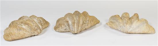 Three Pacific Giant Clam Shells
