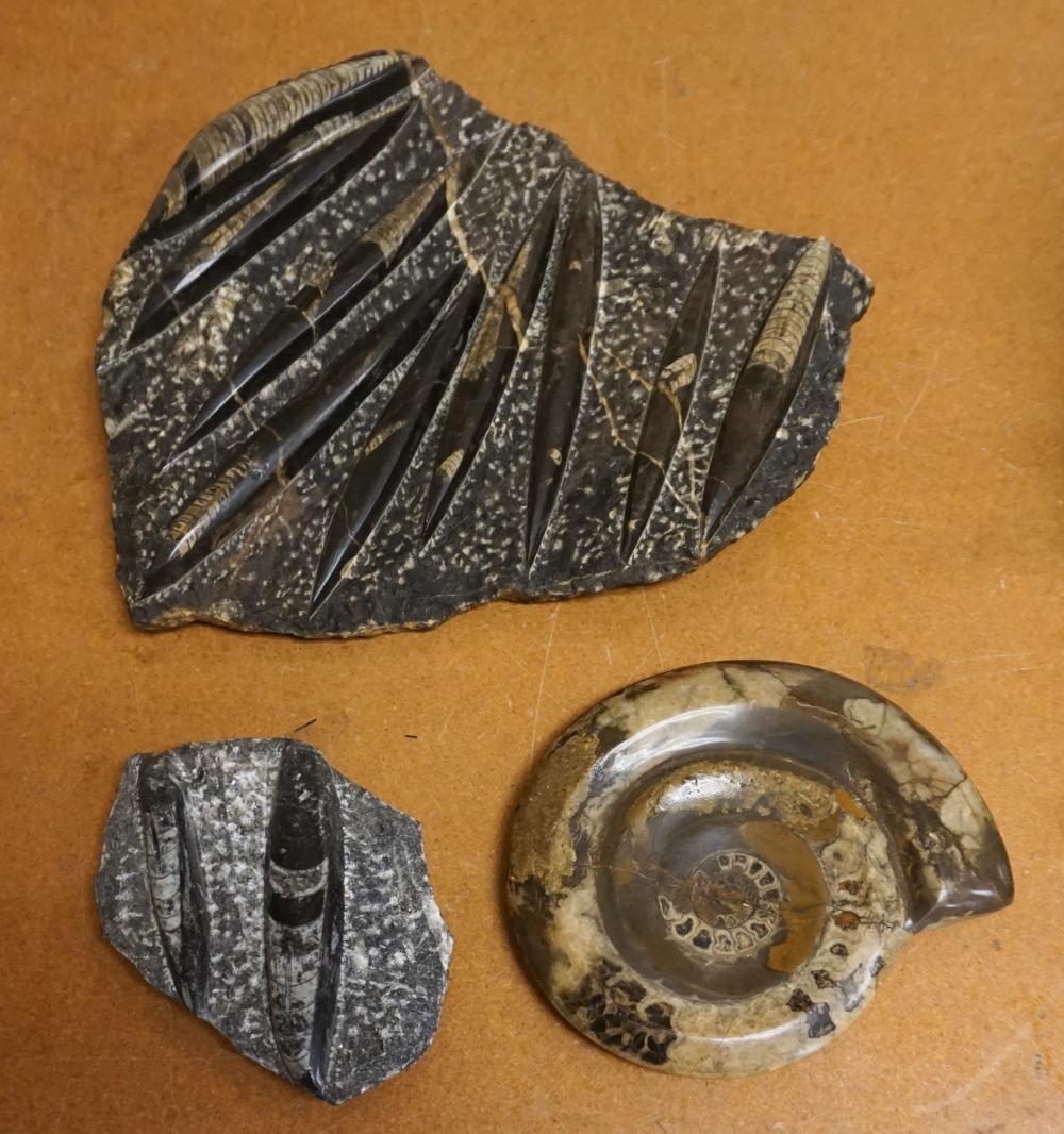 THREE PETRIFIED FOSSILS,