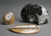 THREE PETRIFIED FOSSILSThree P
