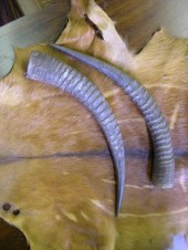 Three-Piece Group of Antelope