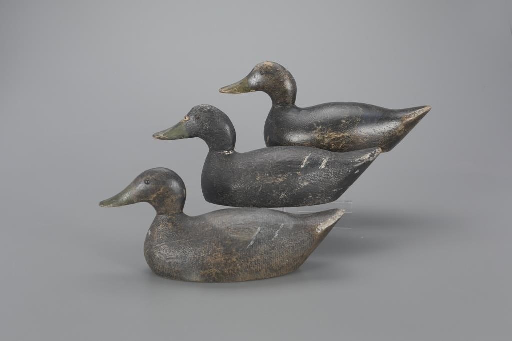 THREE RARE BLACK DUCKSEvans Duck