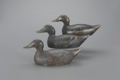 THREE RARE BLACK DUCKSEvans Du