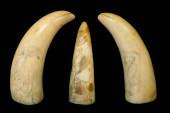 THREE SCRIMSHAW DECORATED WHAL